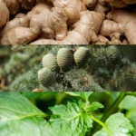 71mcziro5ul._ac_sl1500_-1-outlet90-com